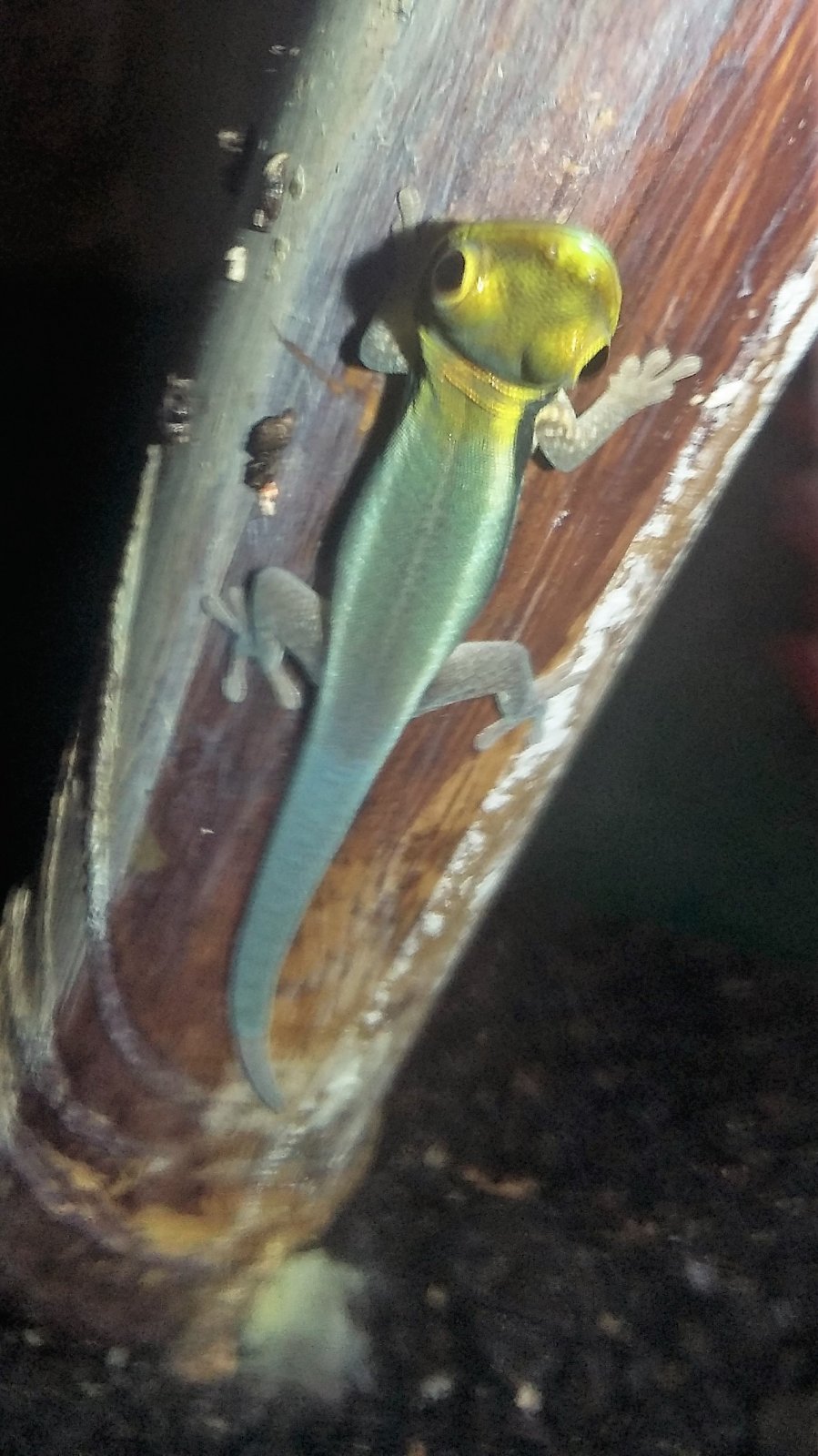 Phelsuma klemmeri.jpg