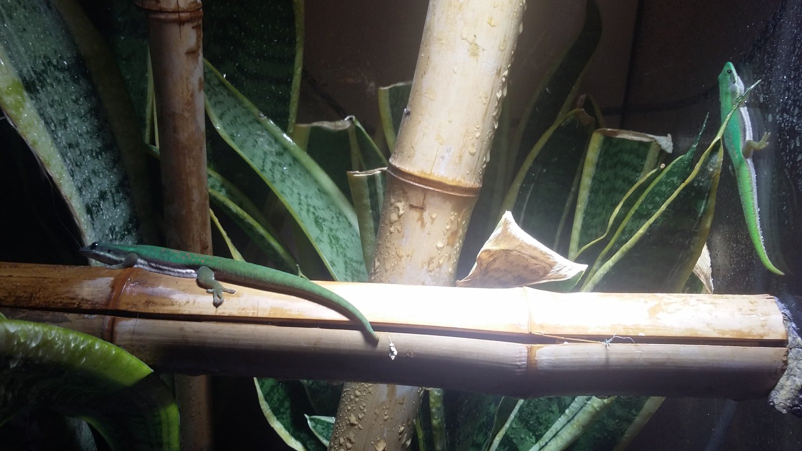 Phelsuma nigristriata 2.jpg