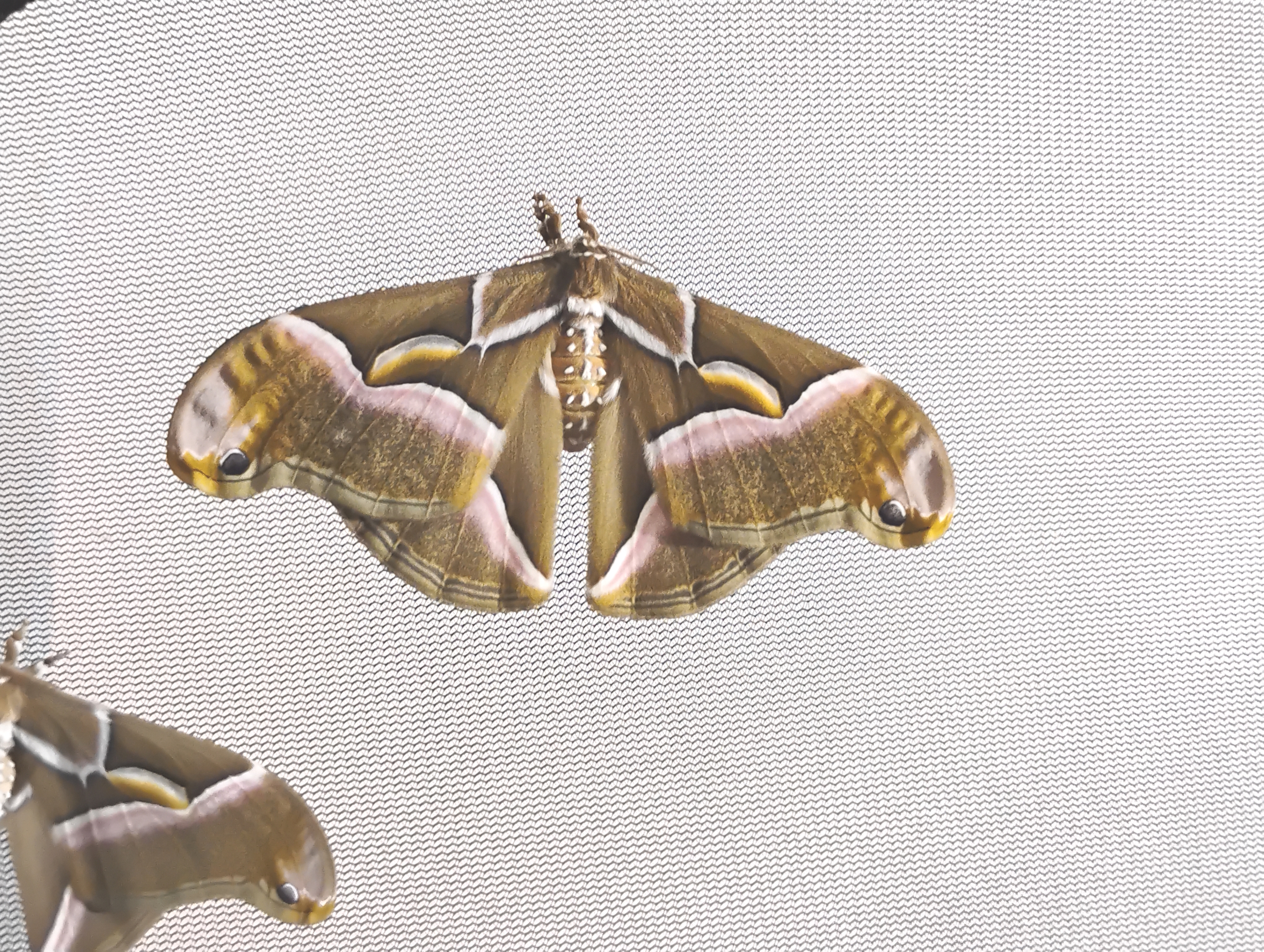 Philosamia cynthia europea - 1.jpg