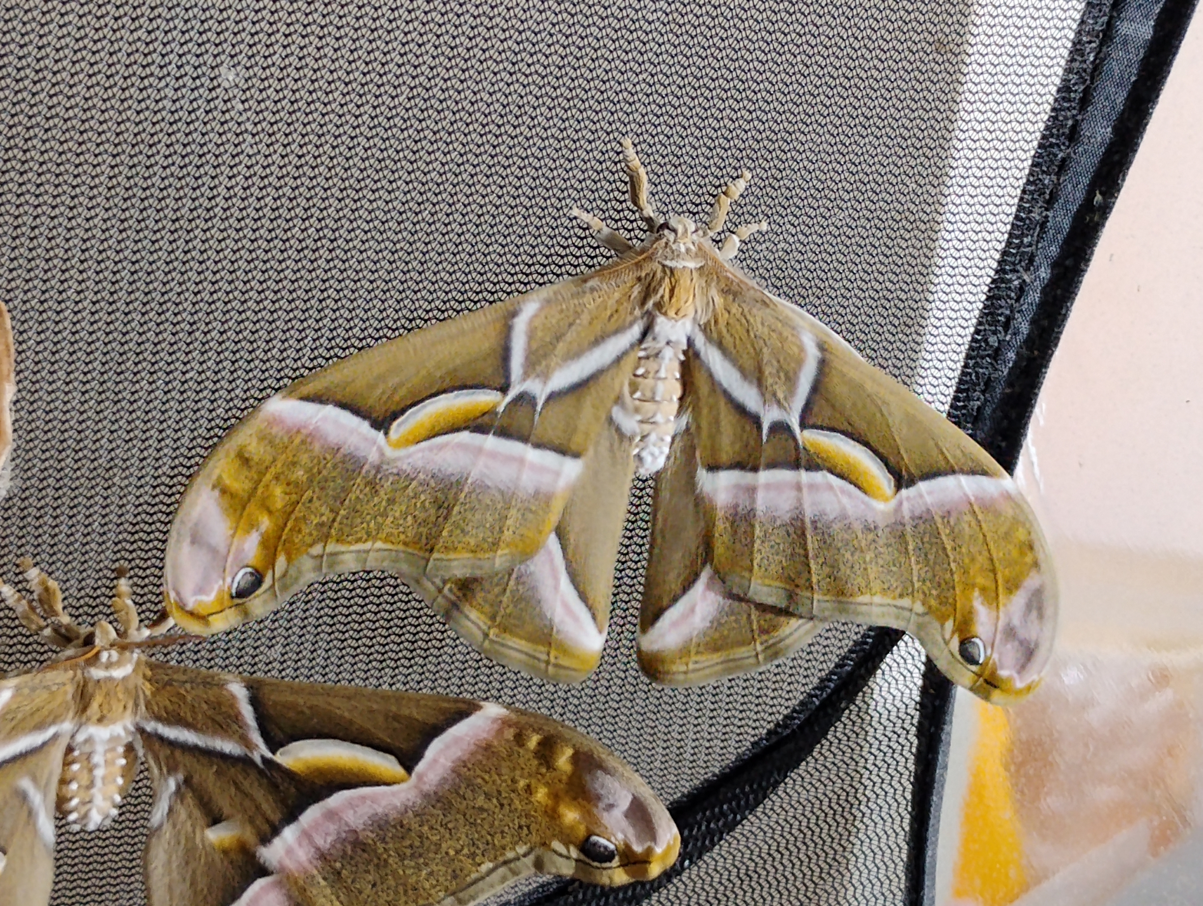 Philosamia cynthia europea - 2.jpg