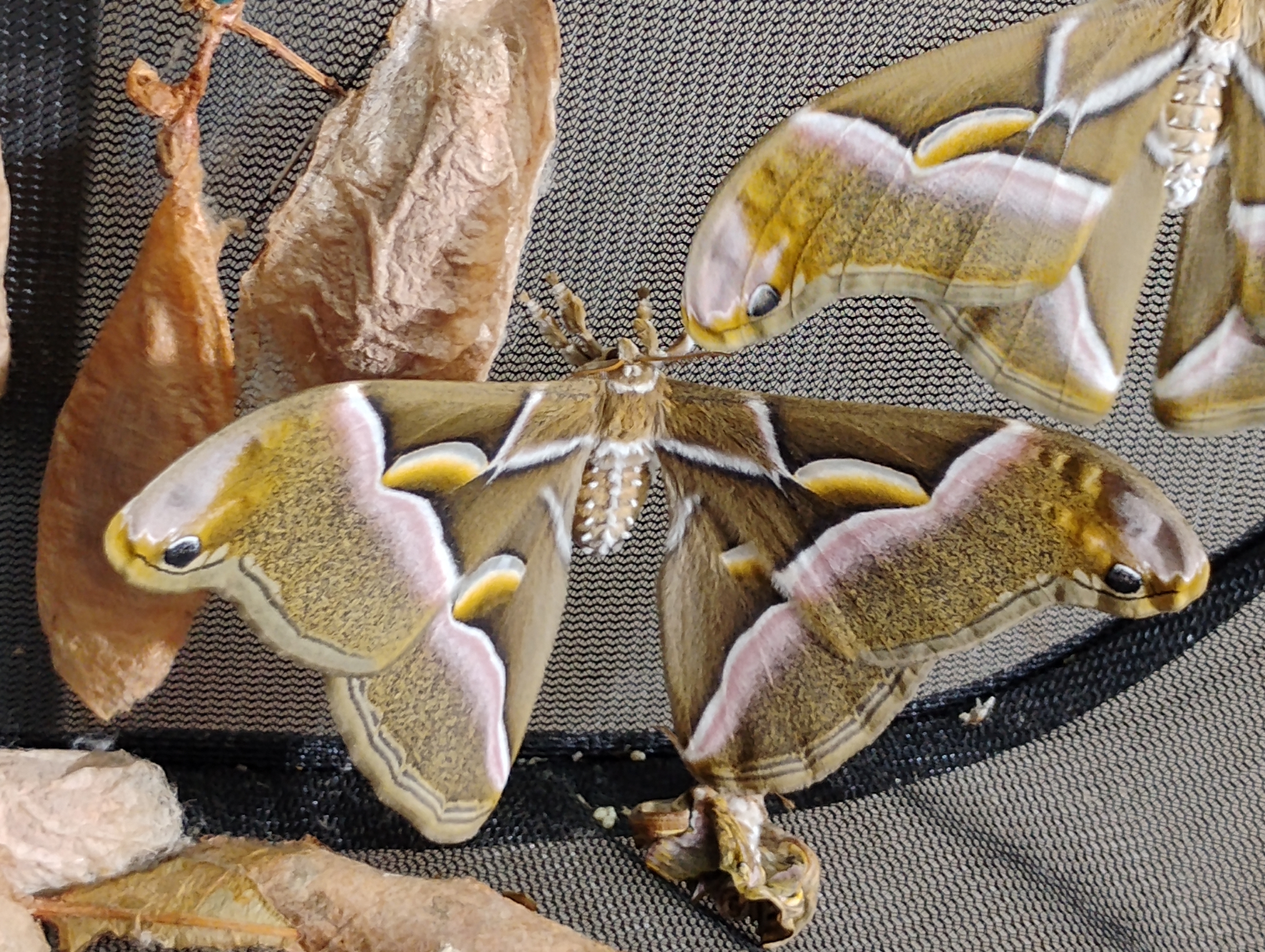 Philosamia cynthia europea - 3.jpg