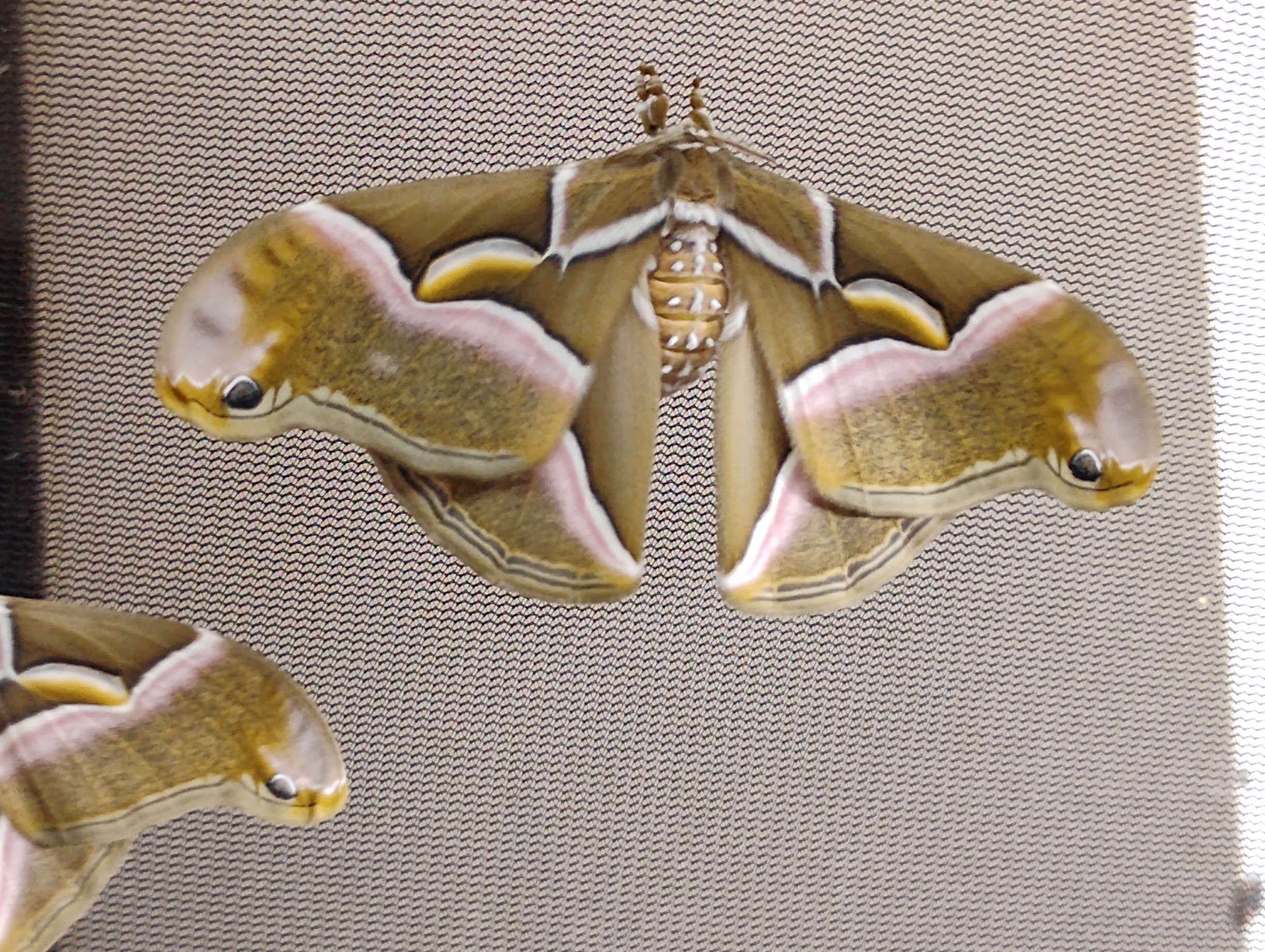Philosamia cynthia europea - 4.jpg