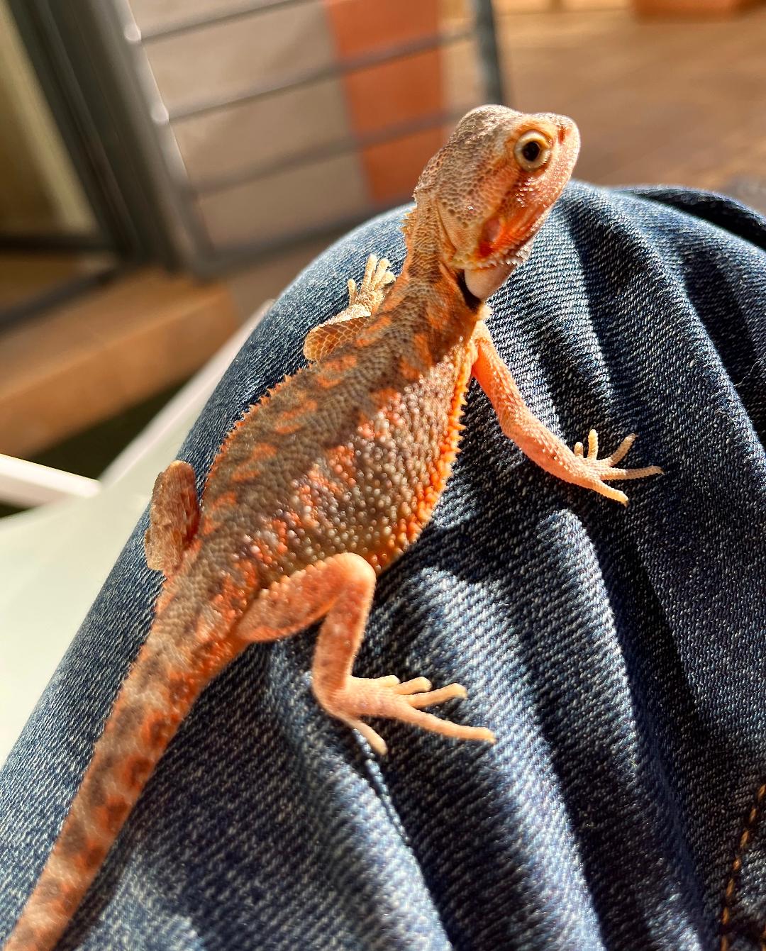 Pogona.jpg