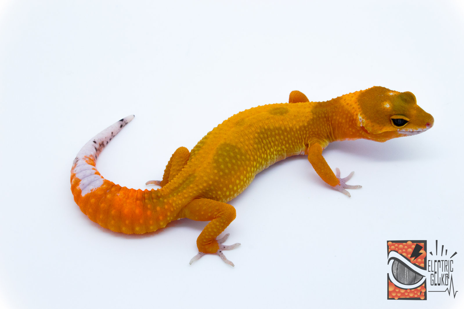 Popeya 11-7-2016 18g 2.jpg