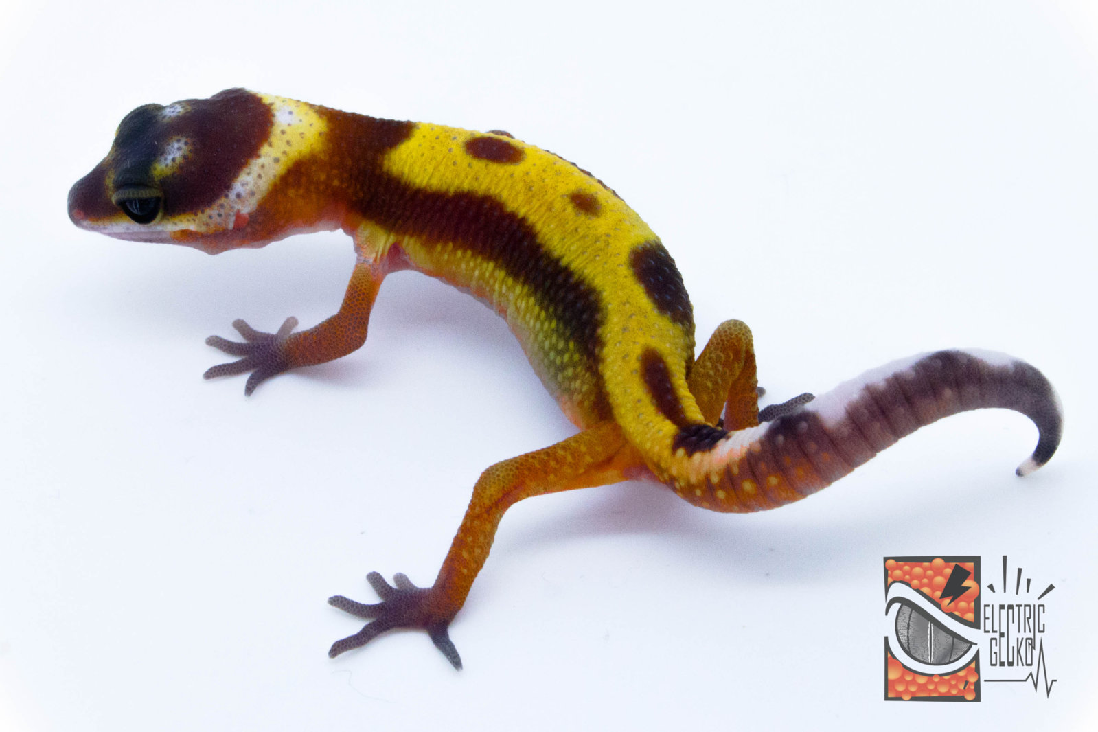 Popeya 11-7-2016.jpg