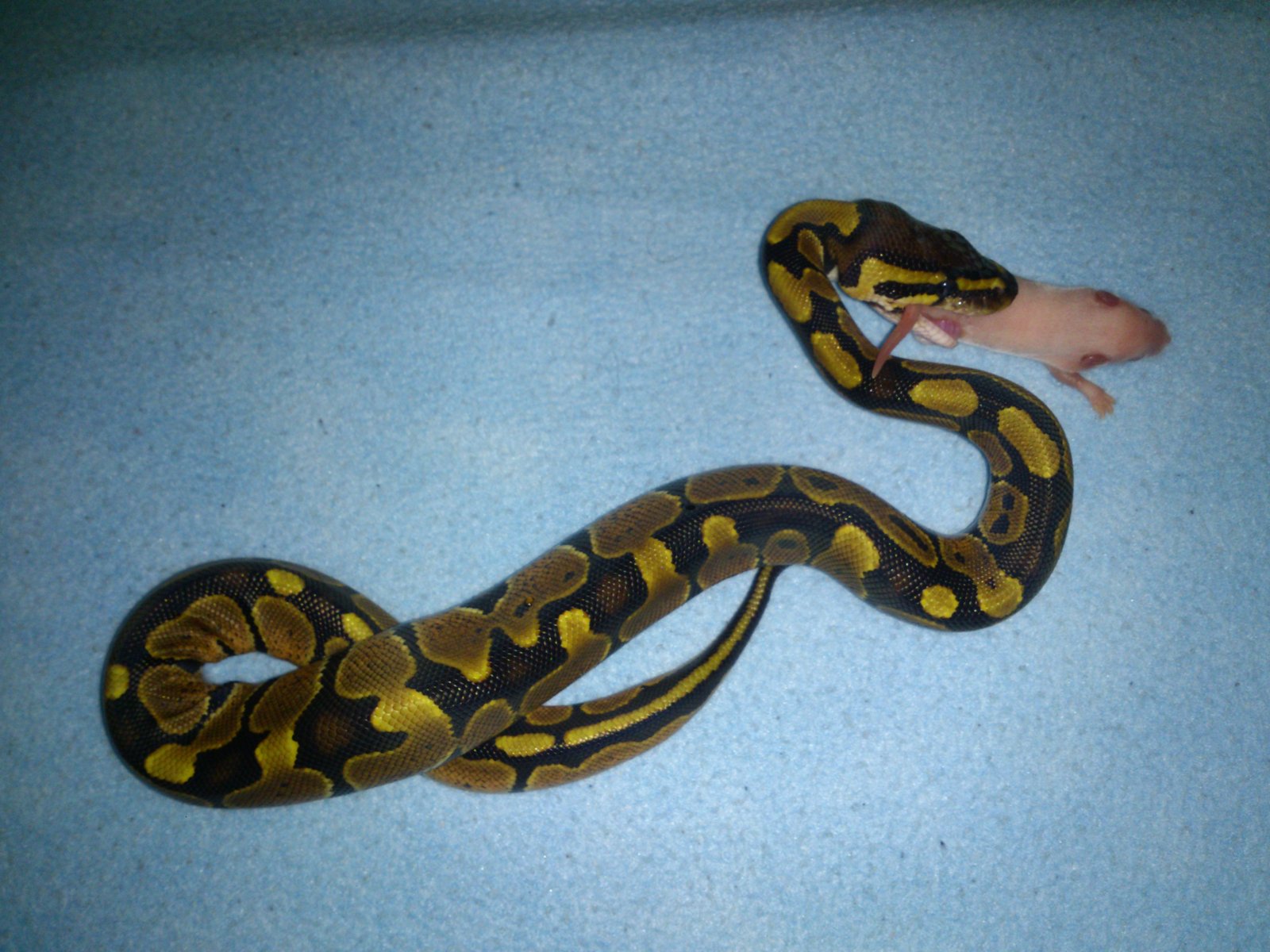 Primera Baby, Primera Comida.jpg