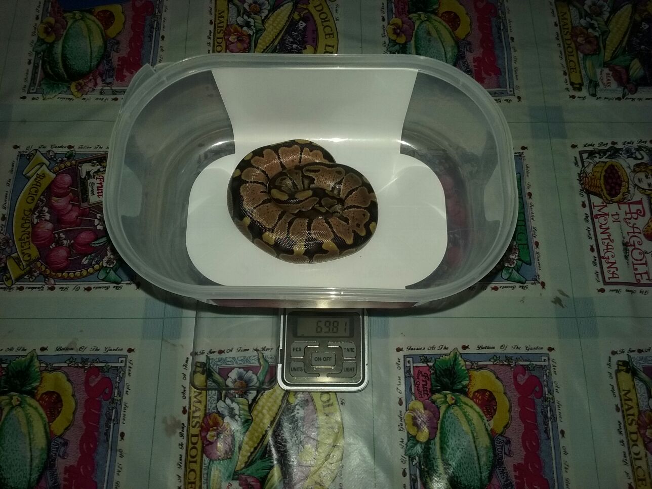 Primera En Salir, Tercer Huevo.jpg