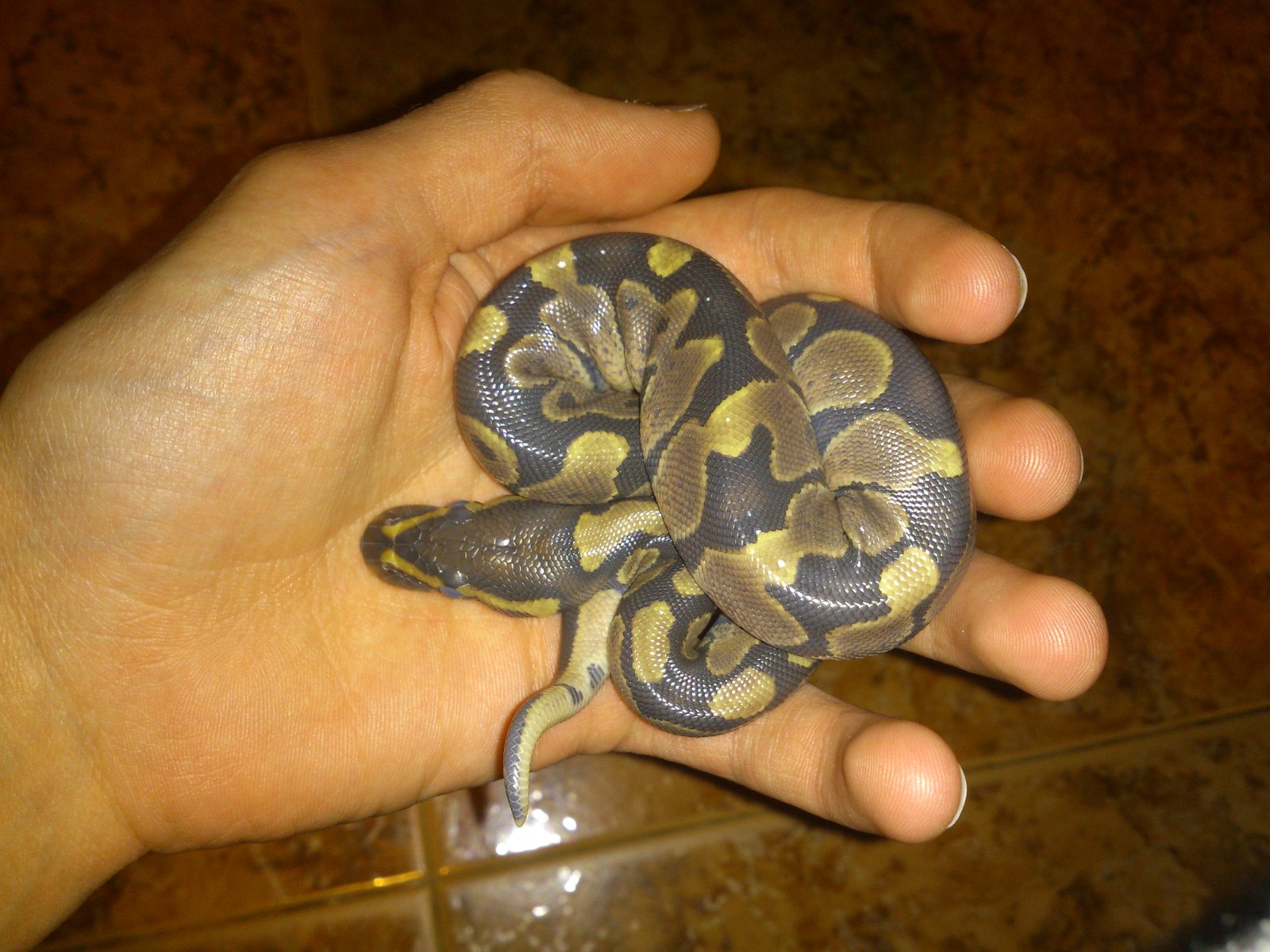 Primera Proceso De Muda.jpg