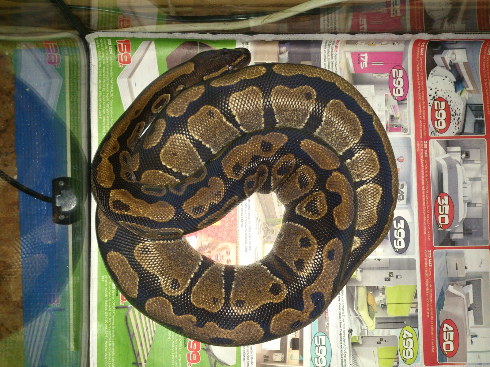 Proceso Muda Pre-Puesta 1.jpg