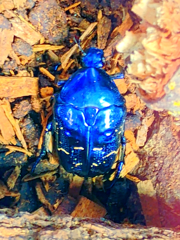 Protaetia elegans-3.jpg