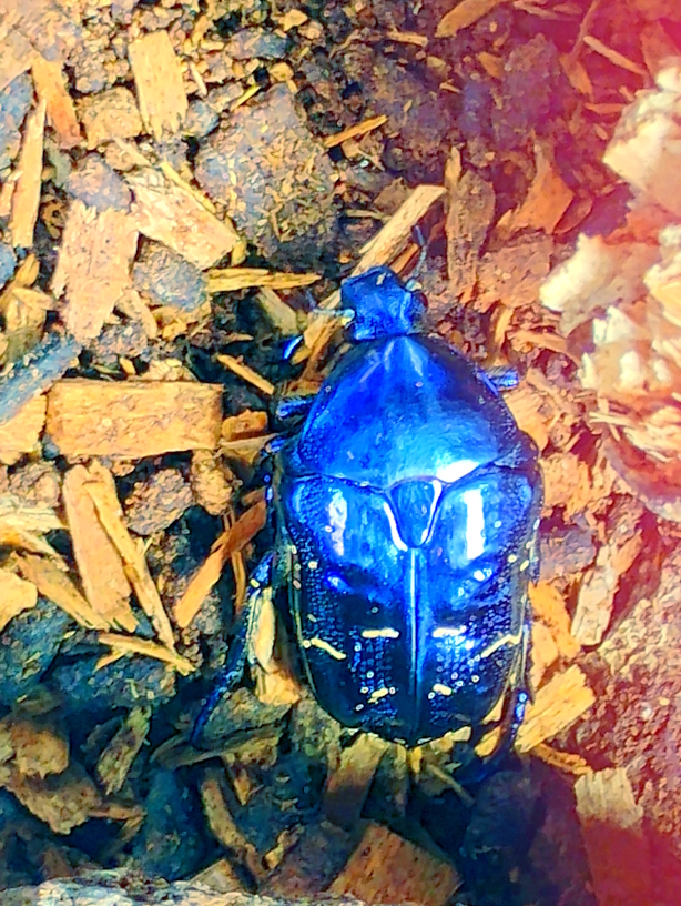 Protaetia elegans-.jpg