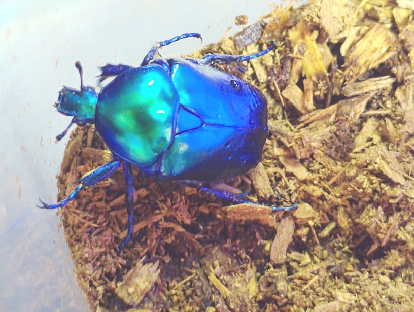 Protaetia speciosa cyanochlora.jpg