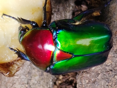 Protaetia speciosa jousselini - 1.jpg