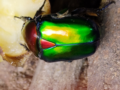 Protaetia speciosa jousselini - 2.jpg