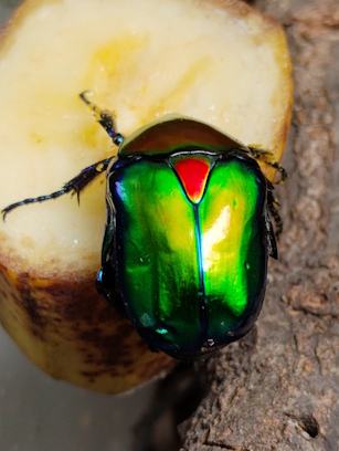 Protaetia speciosa jousselini - 3.jpg