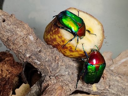 Protaetia speciosa jousselini - 4.jpg