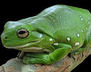 rana litorea caurelea roma.jpeg