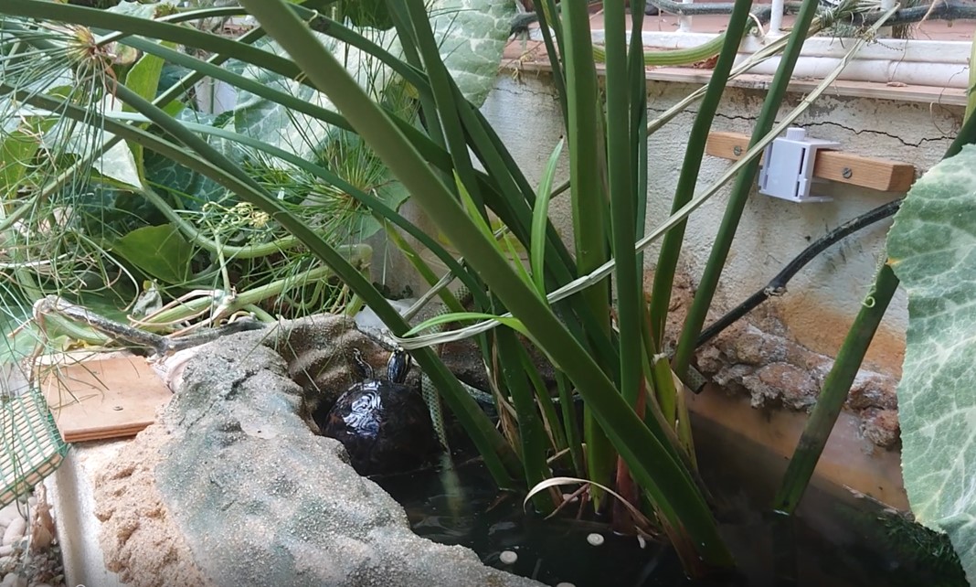 saliendo del estanque.jpg