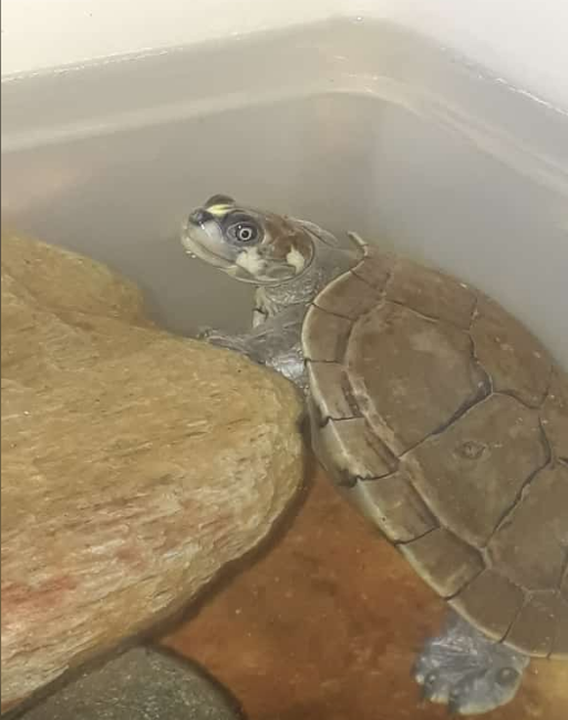 Screenshot 2021-07-09 at 17-06-40 (2) WhatsApp.png