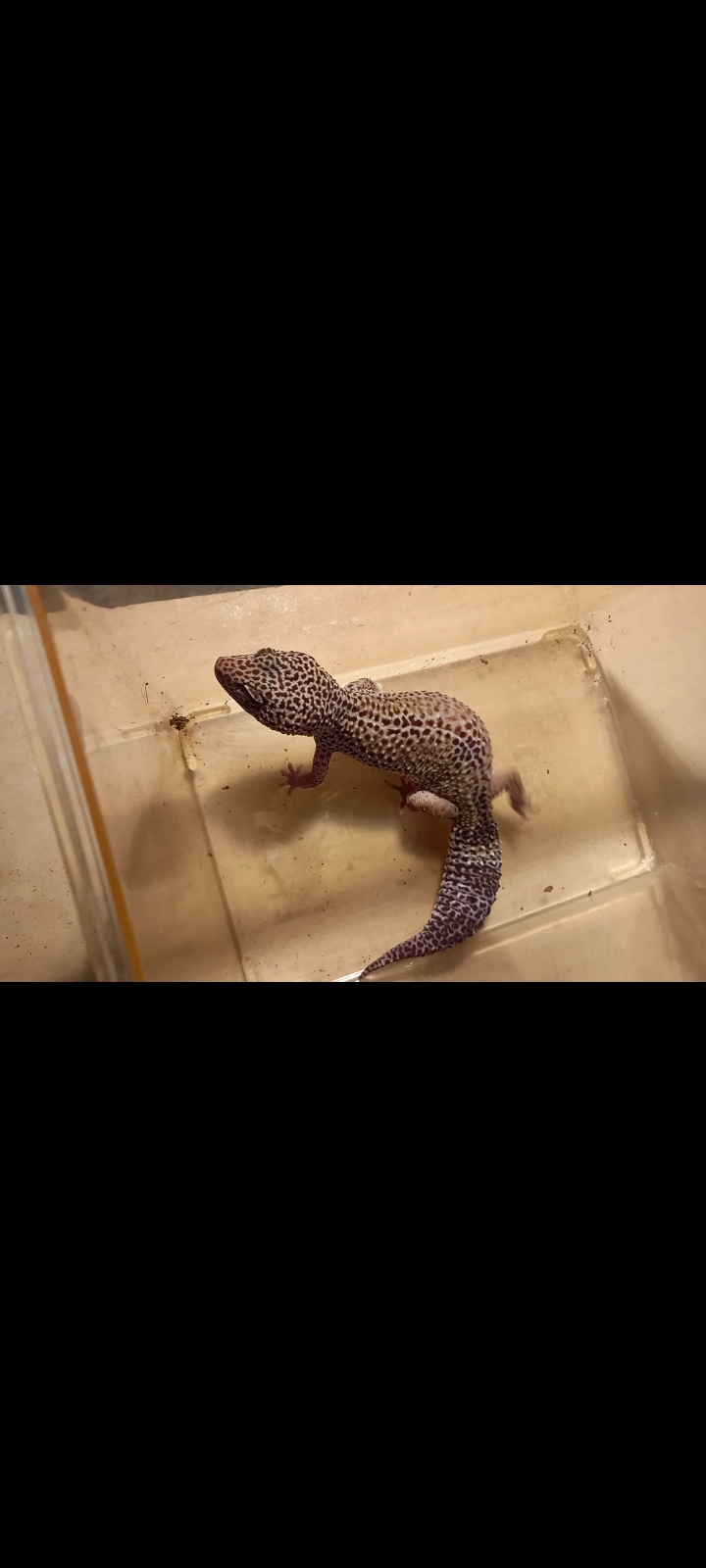 Screenshot_20220322-165555_Video Player.jpg