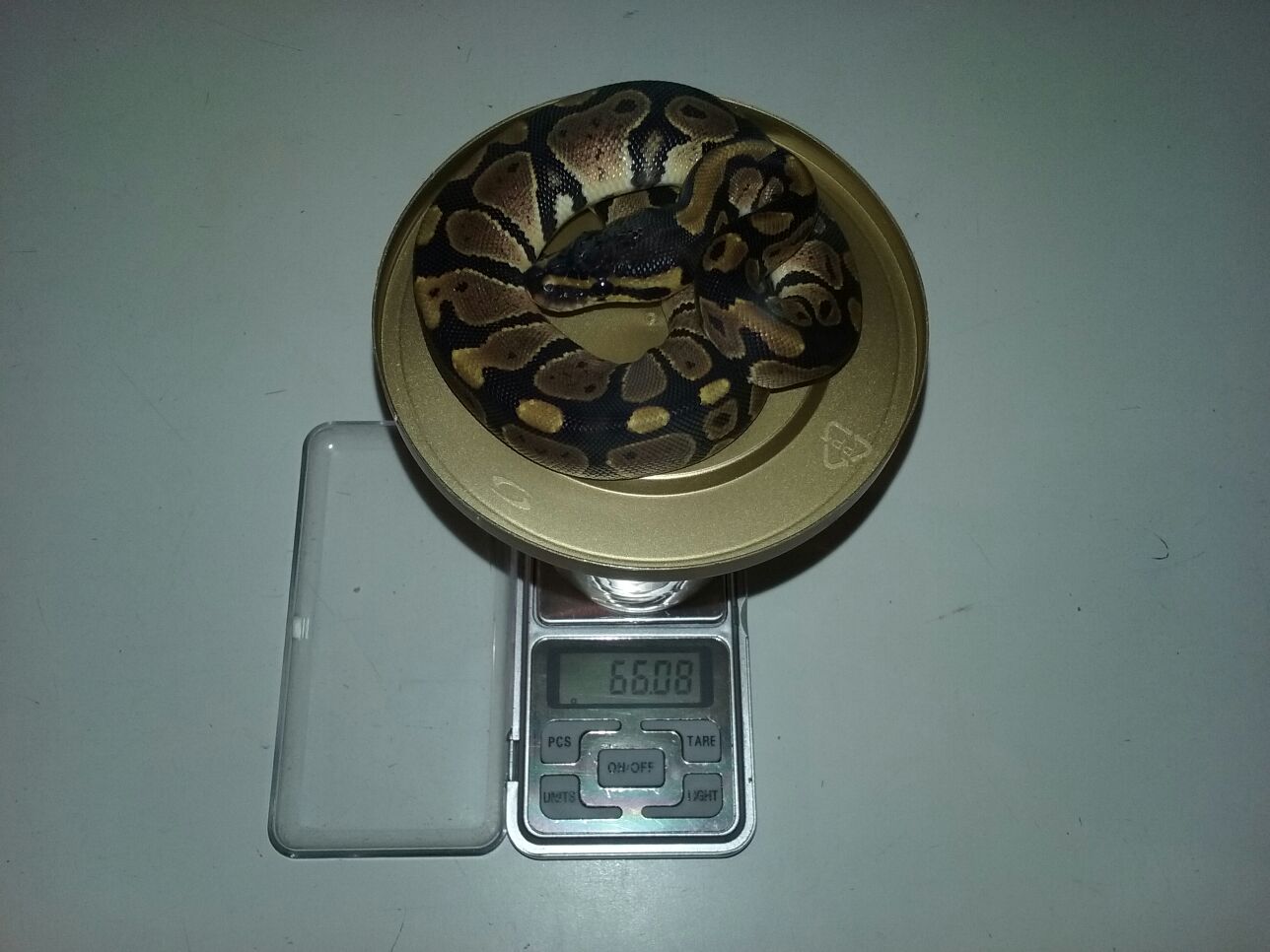 Segunda Baby 66,08 gr Después De La Primera Muda.jpg