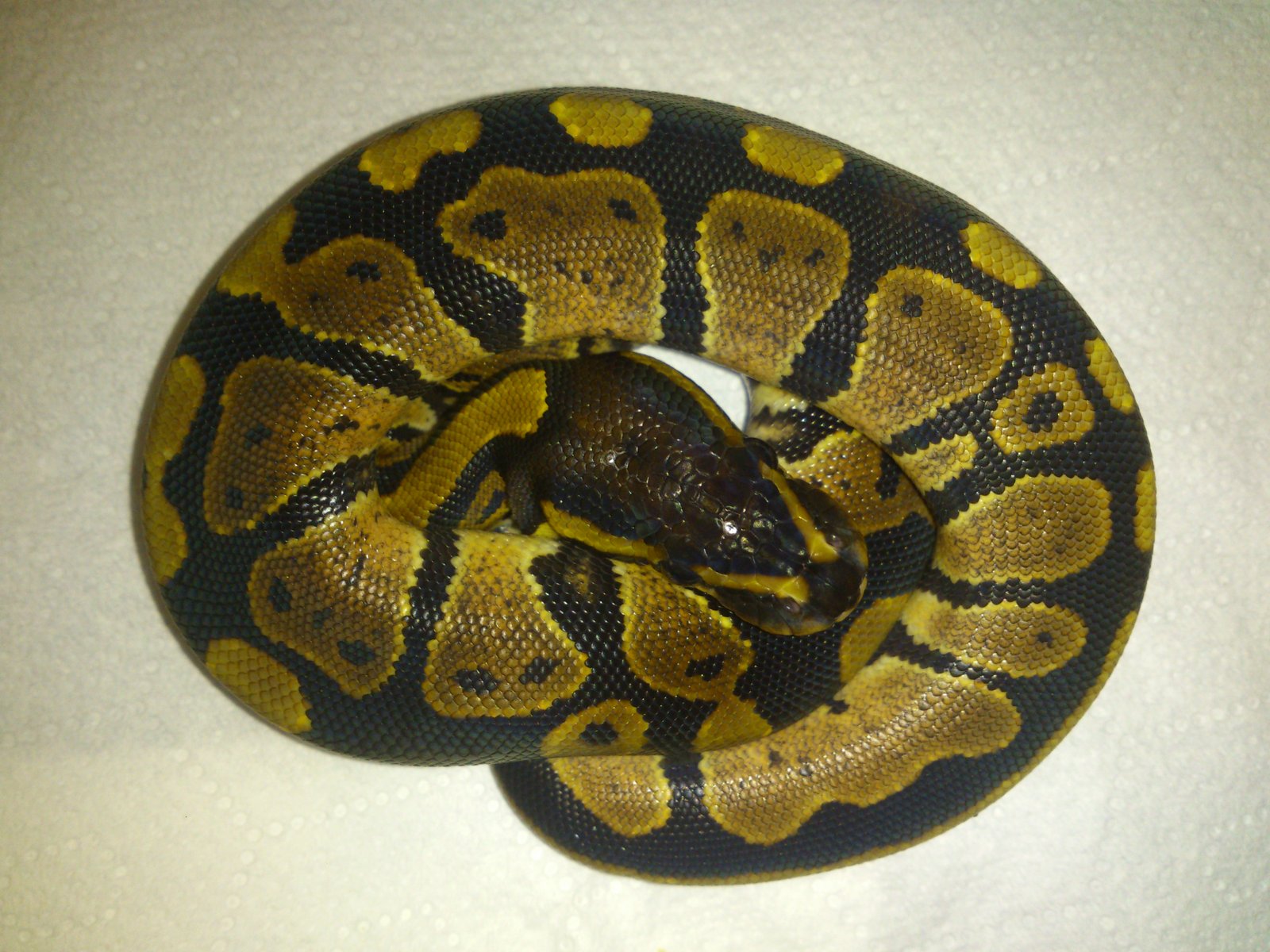 Segunda Baby Después De La Primera Muda.jpg