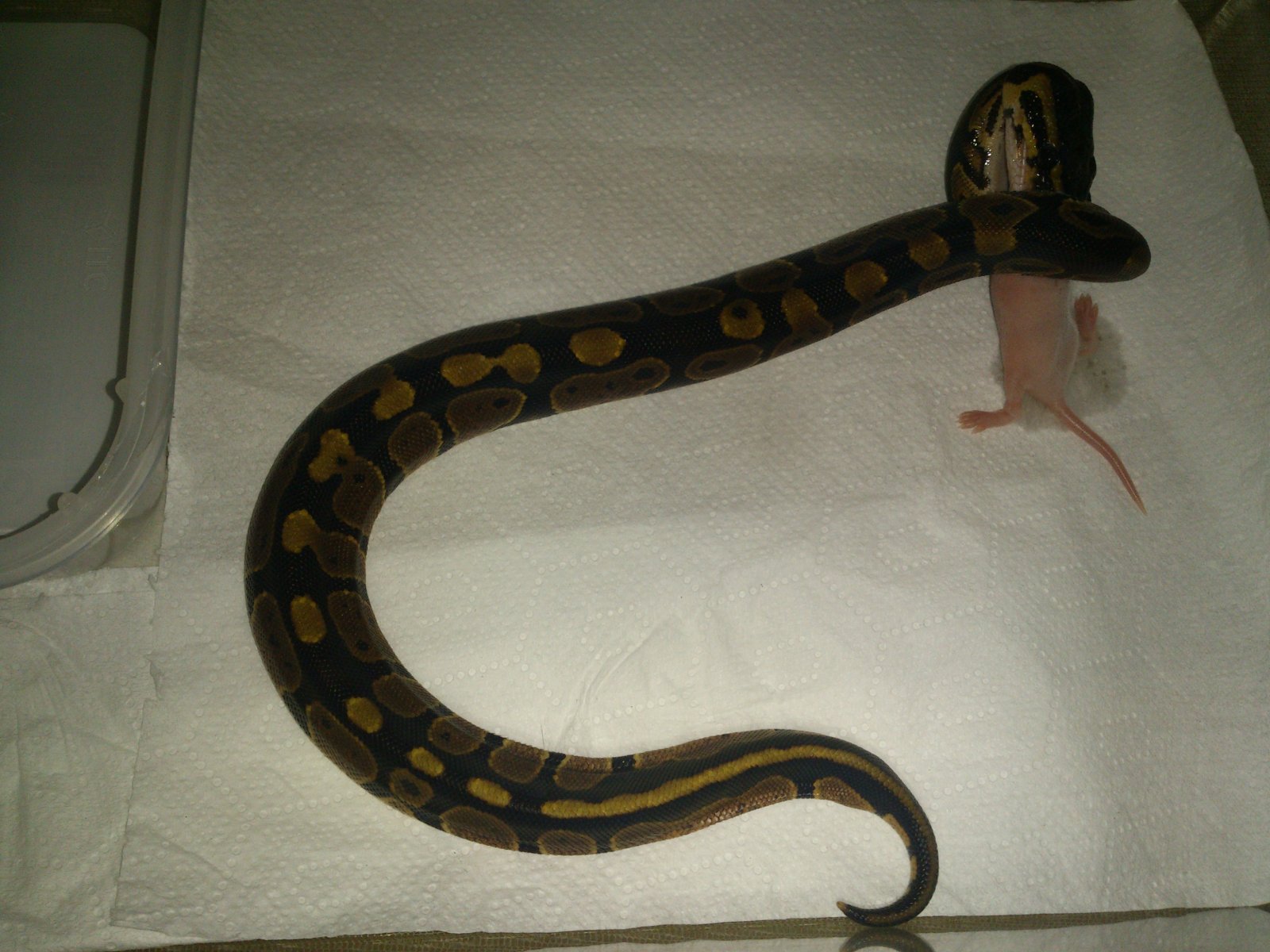 Segunda Baby, Primera Comida.jpg