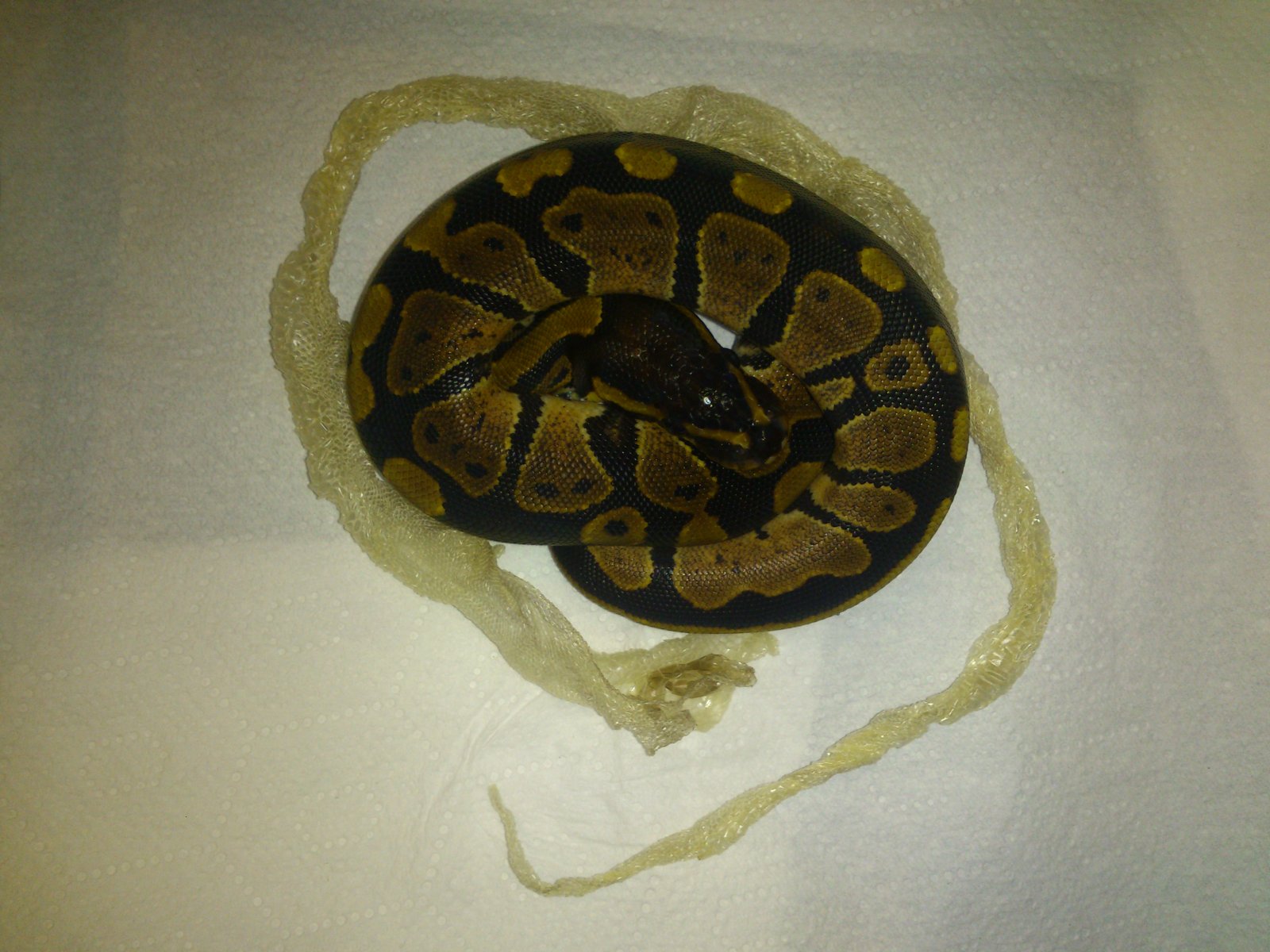 Segunda Baby, Primera Muda.jpg