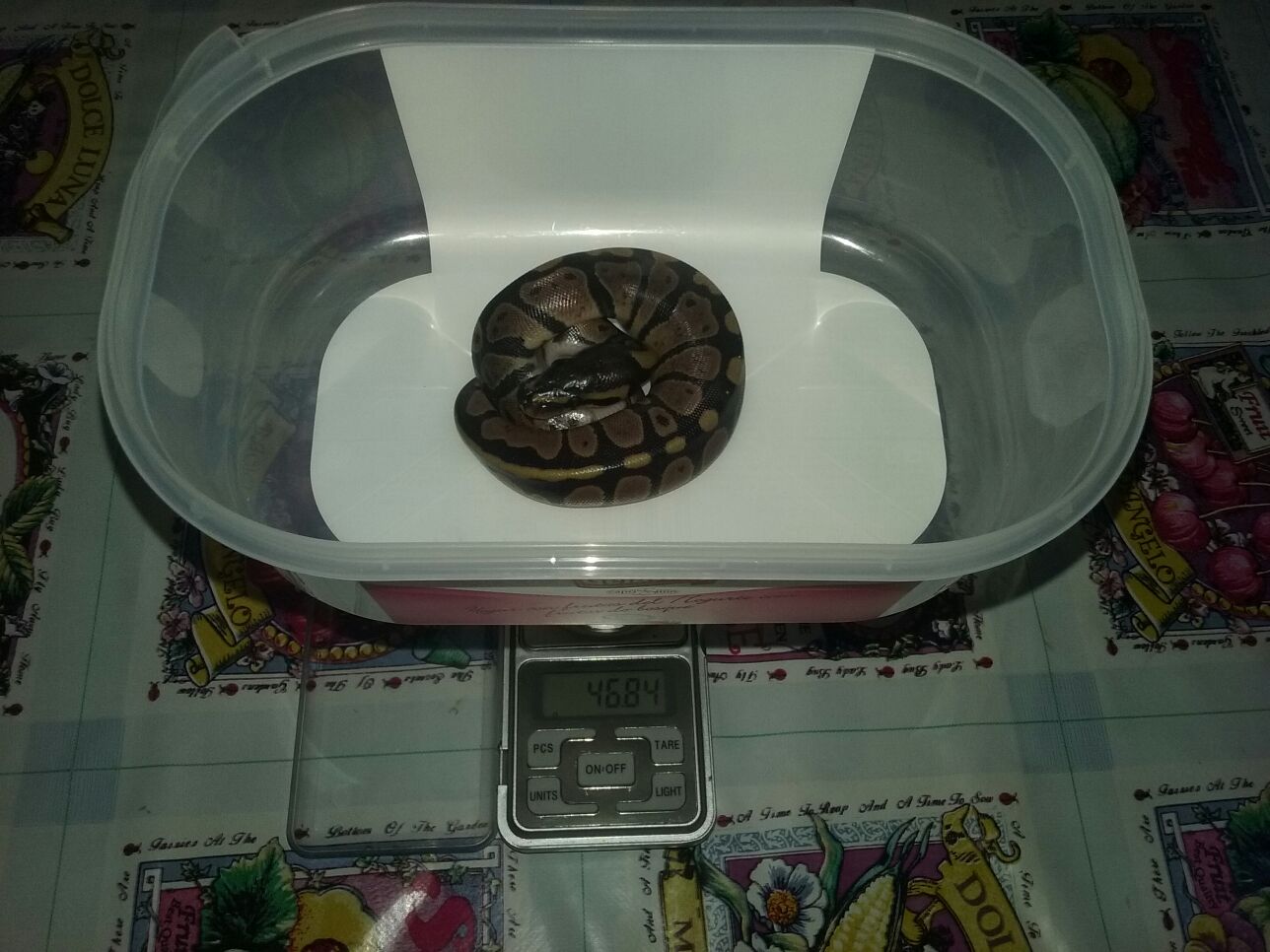 Segunda En Salir, Segundo Huevo.jpg