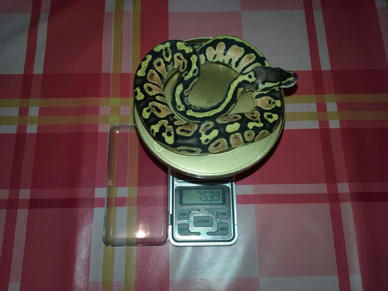 Tercera Baby 75,39 gr Después De La Primera Muda.jpg