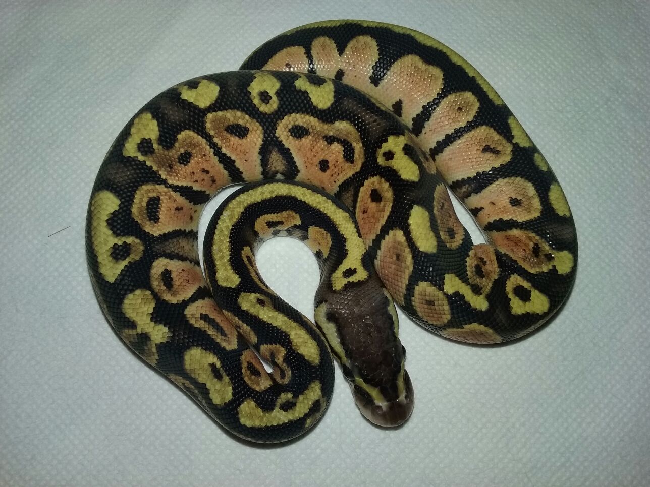 Tercera Baby Después De La Primera Muda.jpg