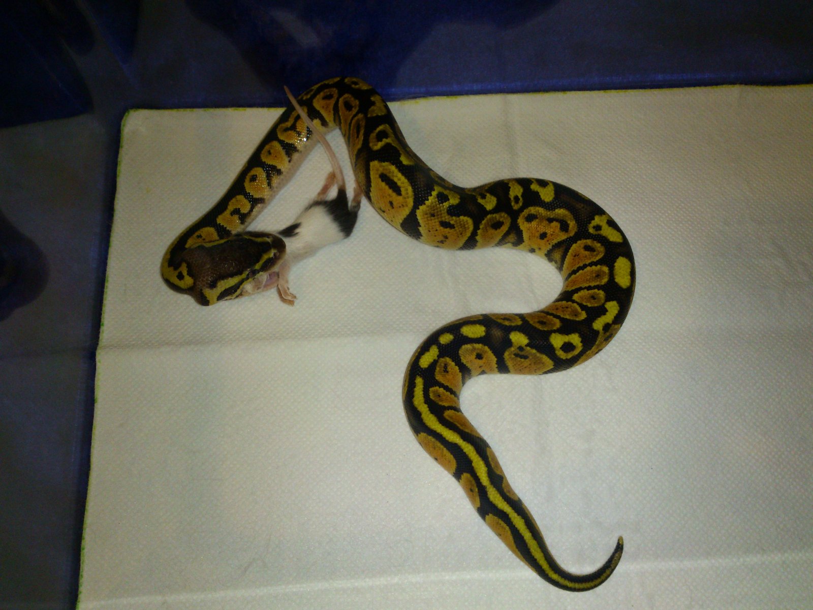 Tercera Baby, Primera Comida.jpg