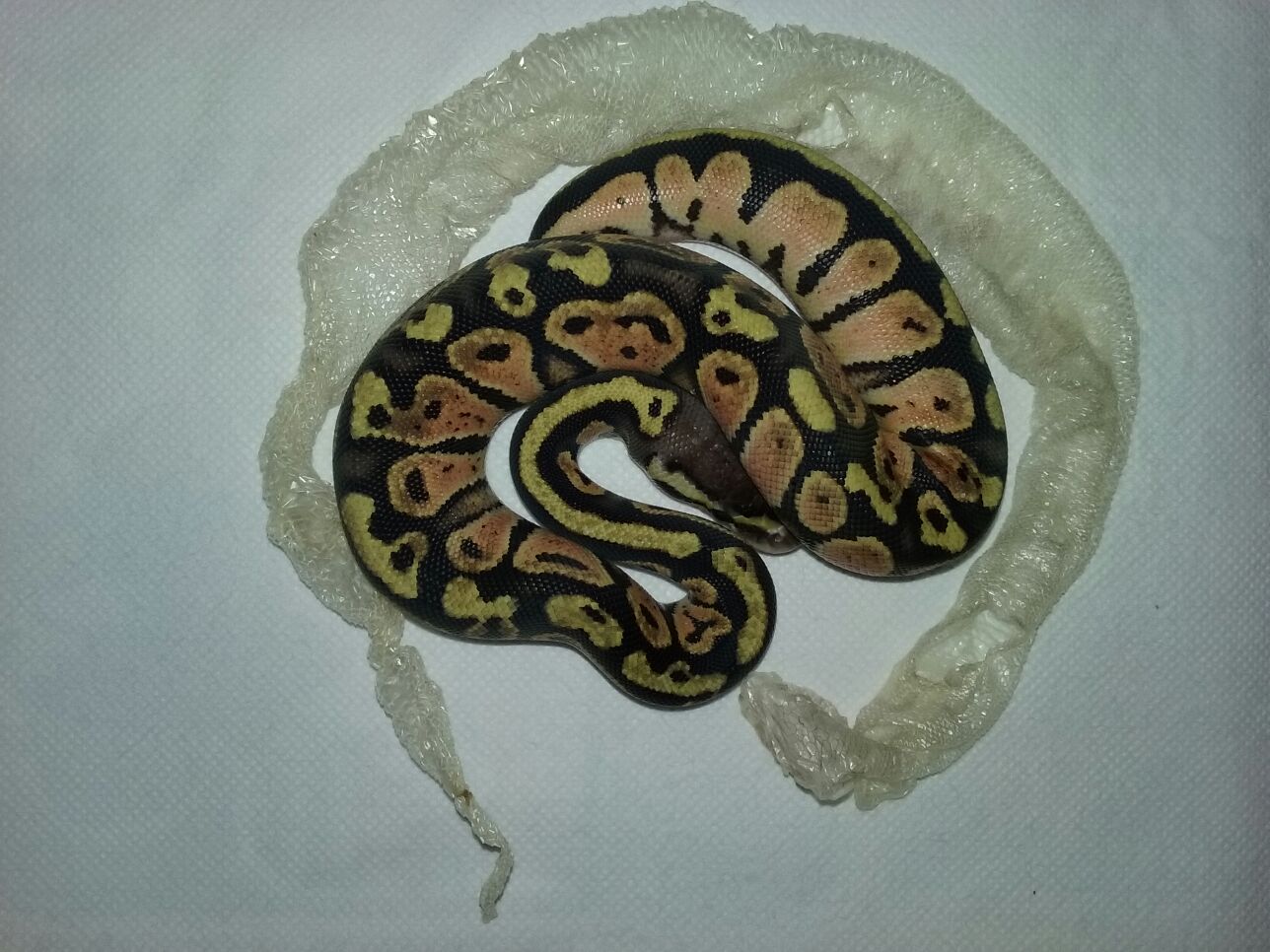 Tercera Baby, Primera Muda.jpg