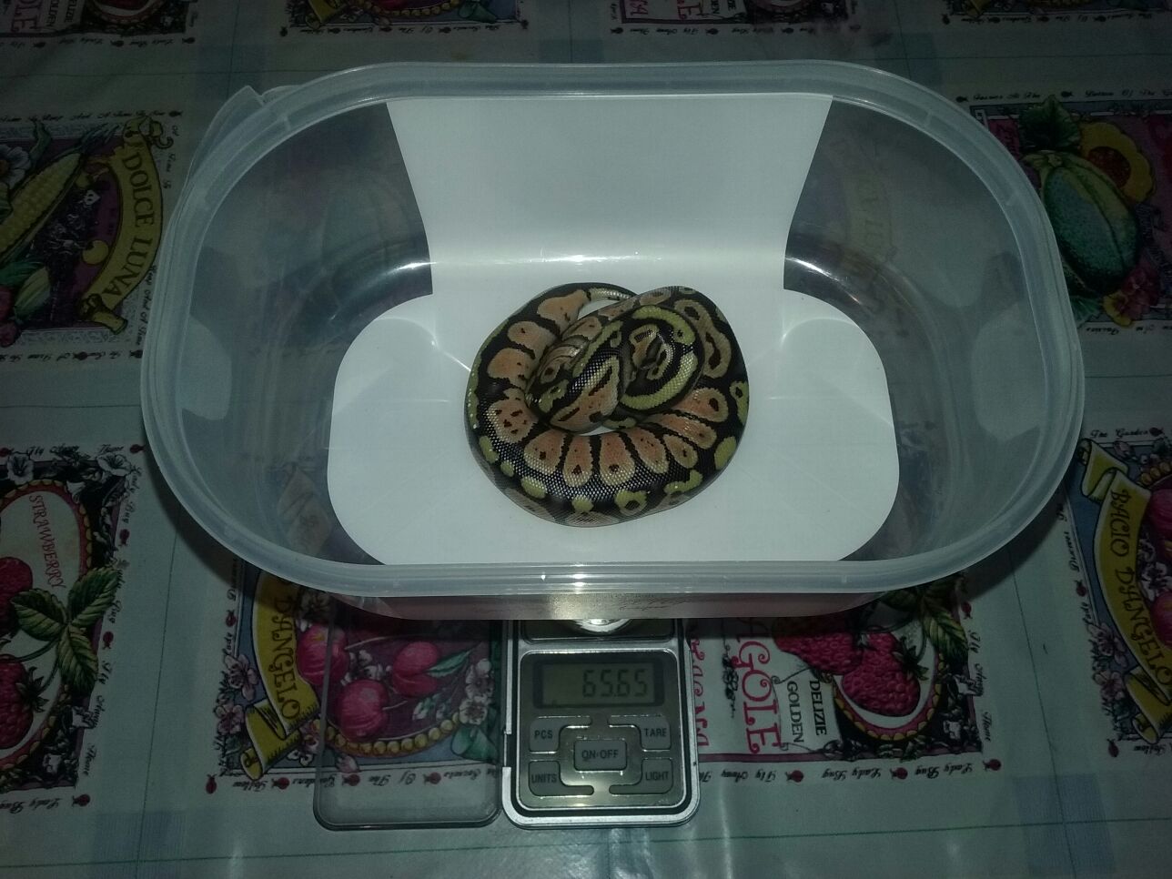 Tercera En Salir, Primer Huevo.jpg