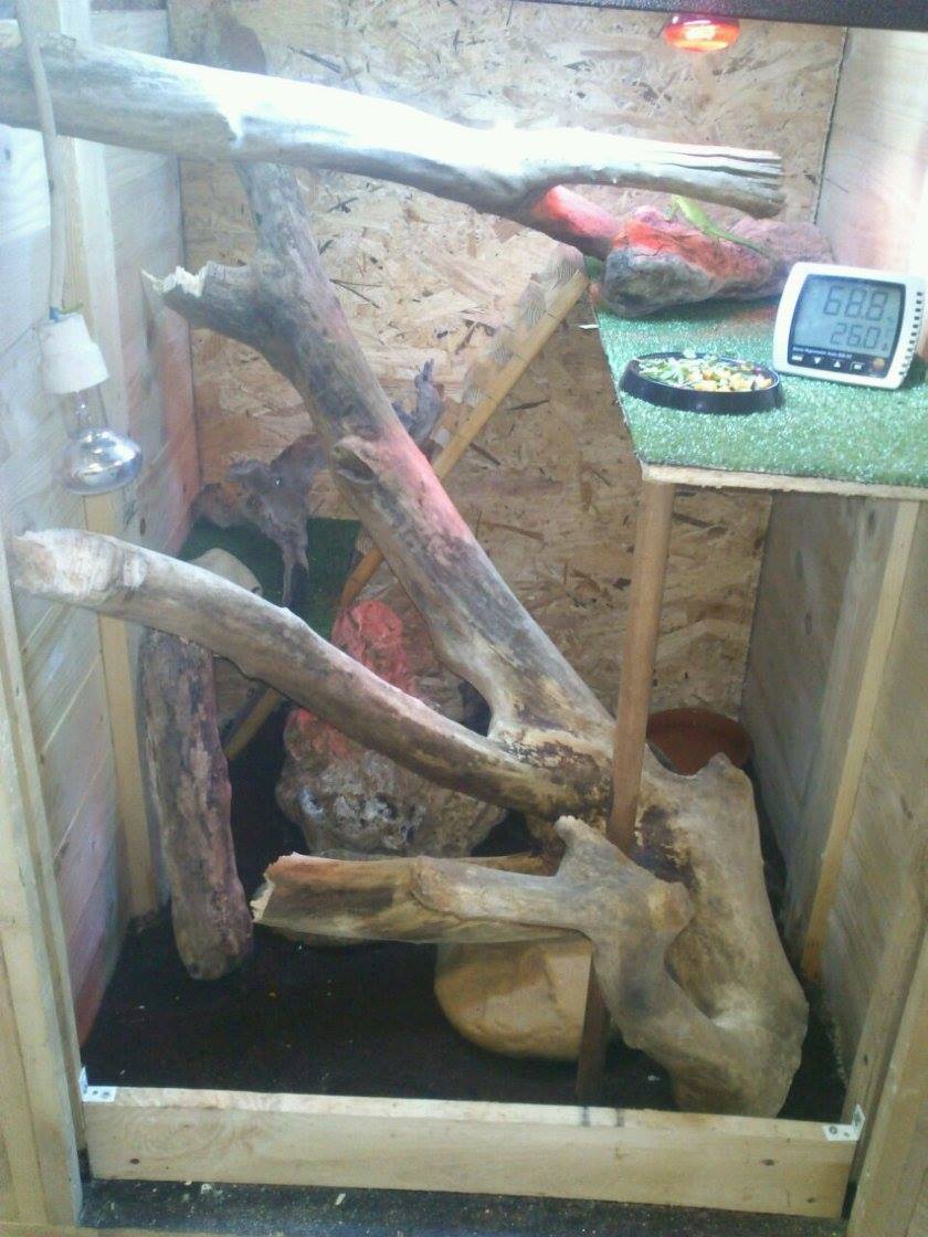 terrarioiguana.jpg