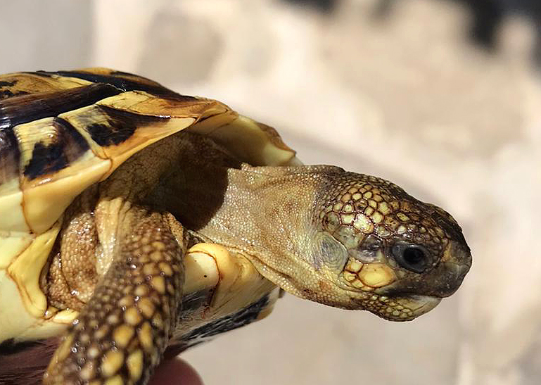 Testudo Hermanni Hermanni 12 meses.jpg