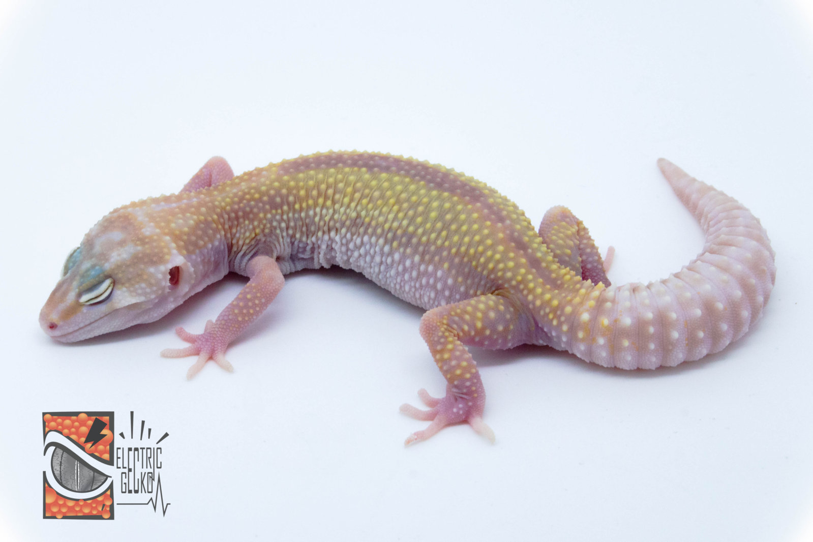 Tila 2-8-2016 23g.jpg