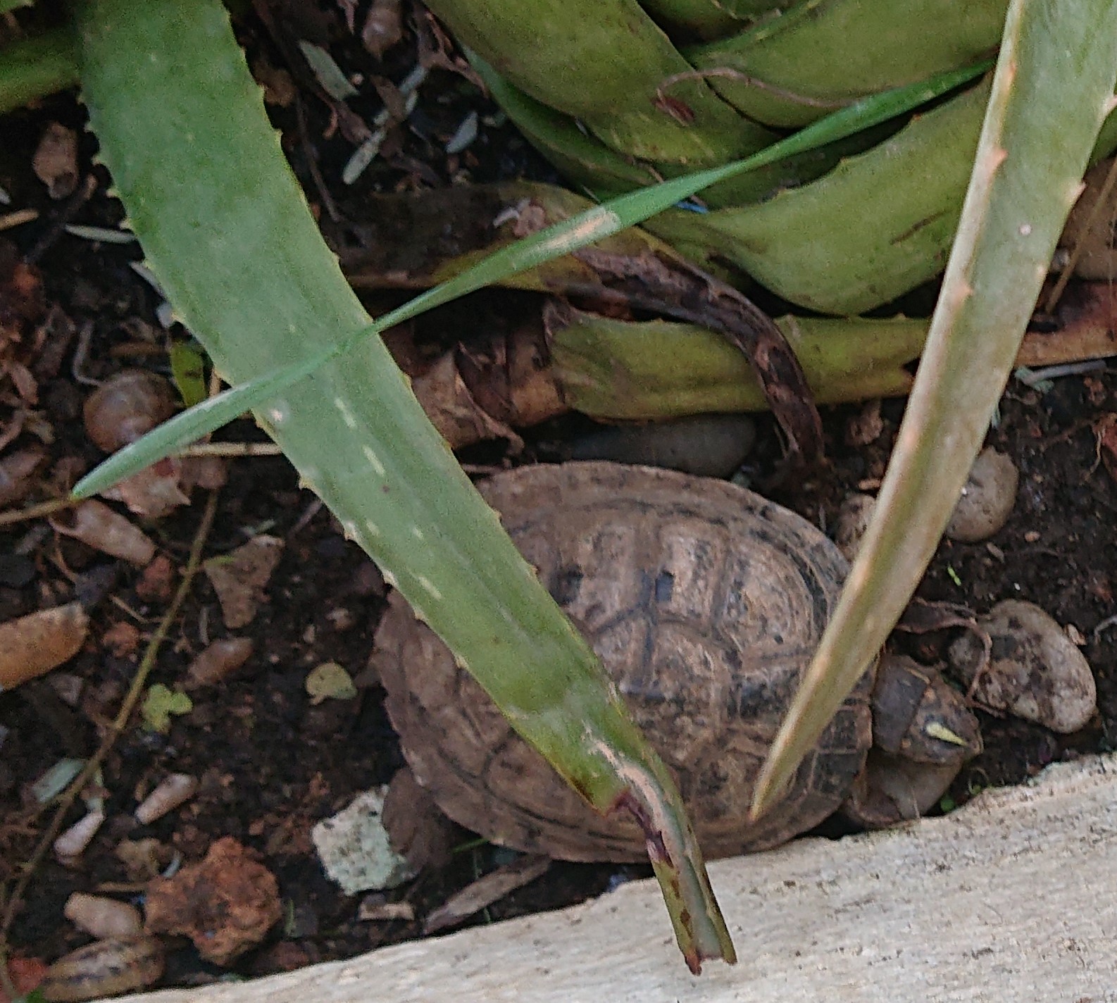 tortuga cuando apareció en el jardíin.JPG