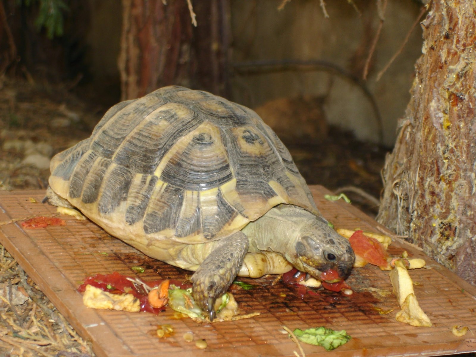 TORTUGAS-AGO'08 023.jpg