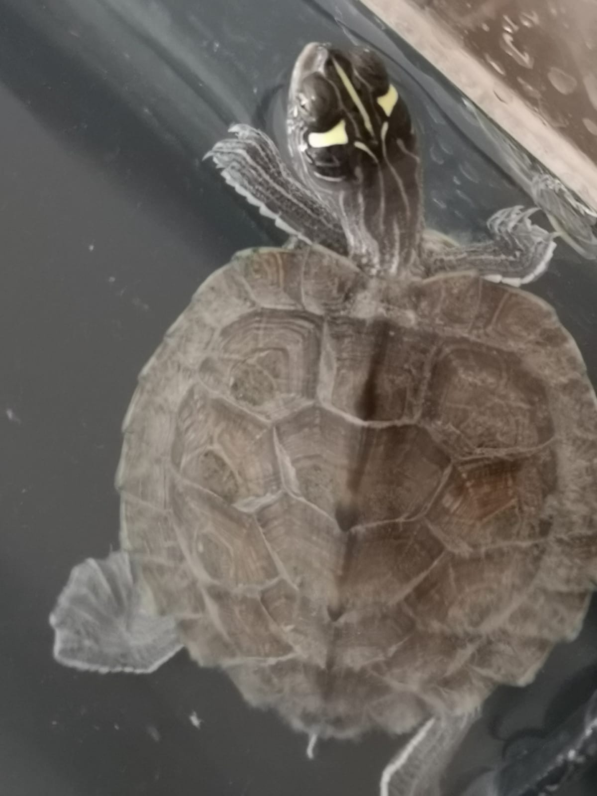 Tortugas Hector (1).jpg