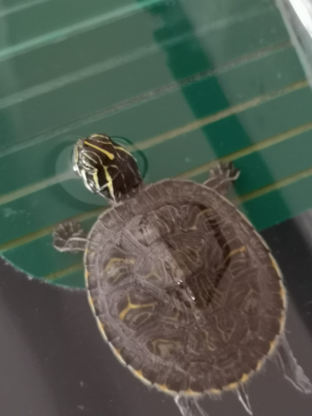 Tortugas Hector (2).jpg