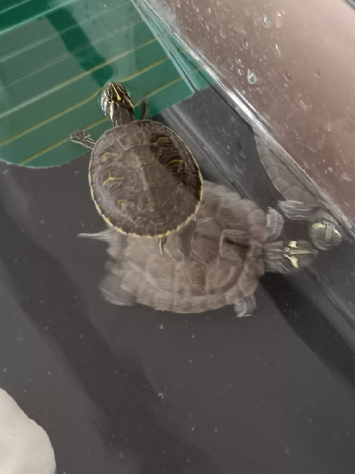 Tortugas Hector (3).jpg