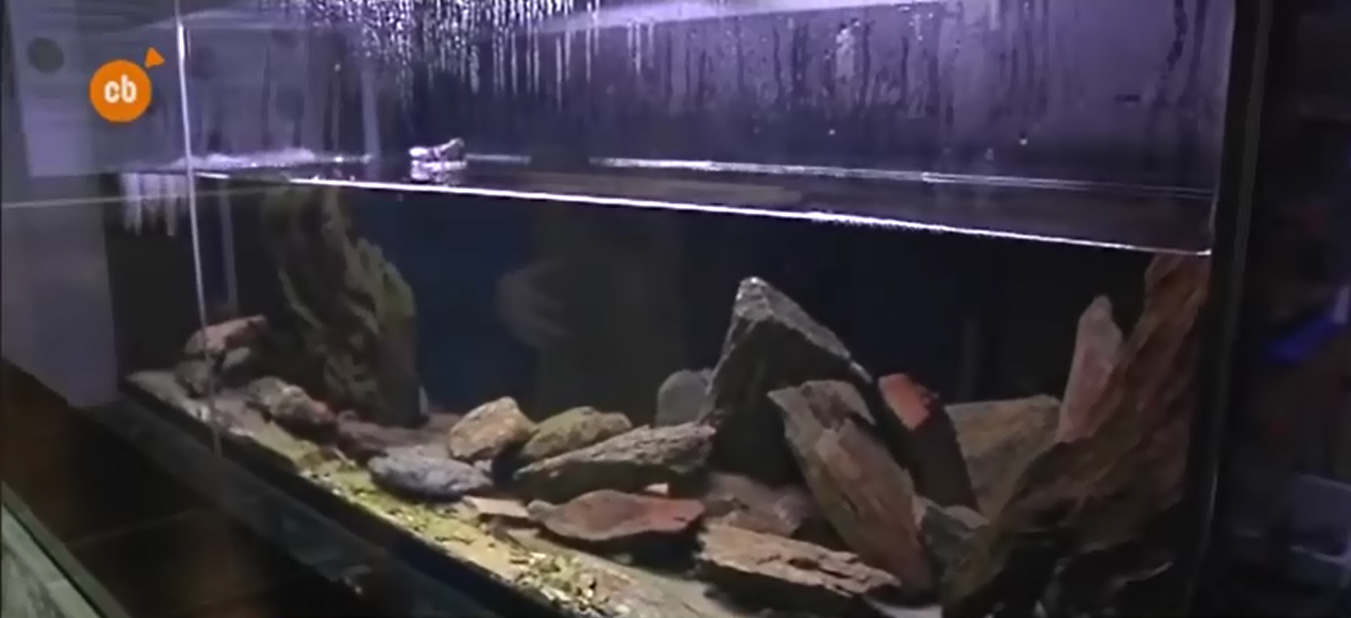 Tritó del Montseny.png