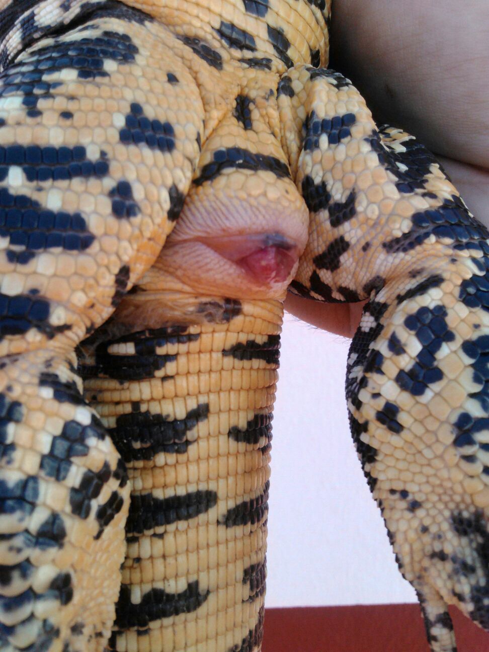 WhatsApp Image 2016-09-08 at 17.02.07.jpeg