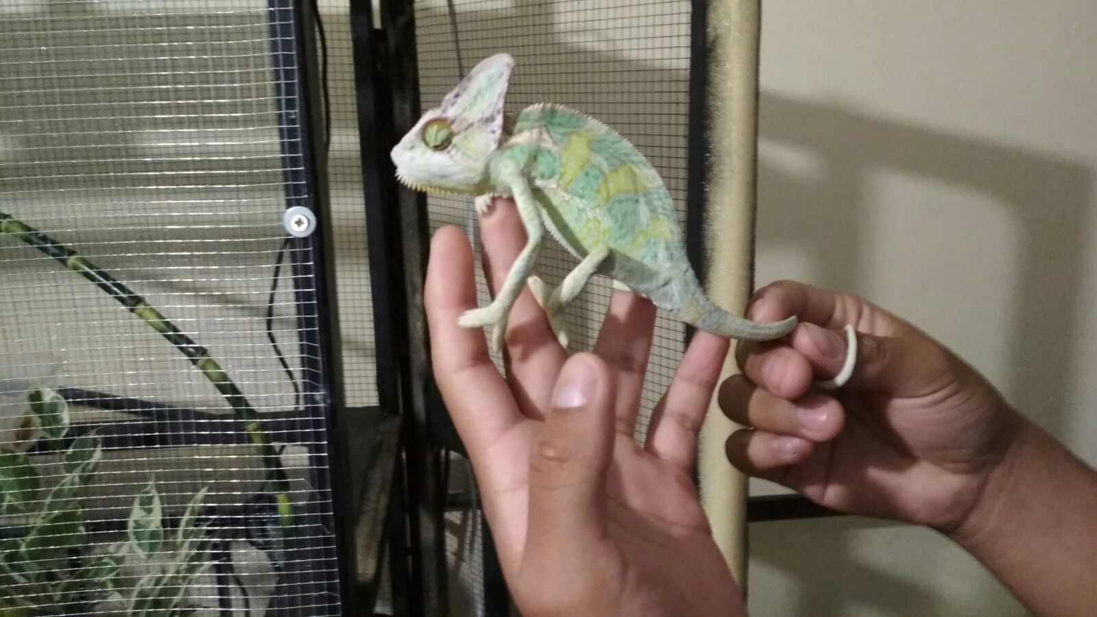 WhatsApp Image 2017-06-15 at 08.06.08.jpeg