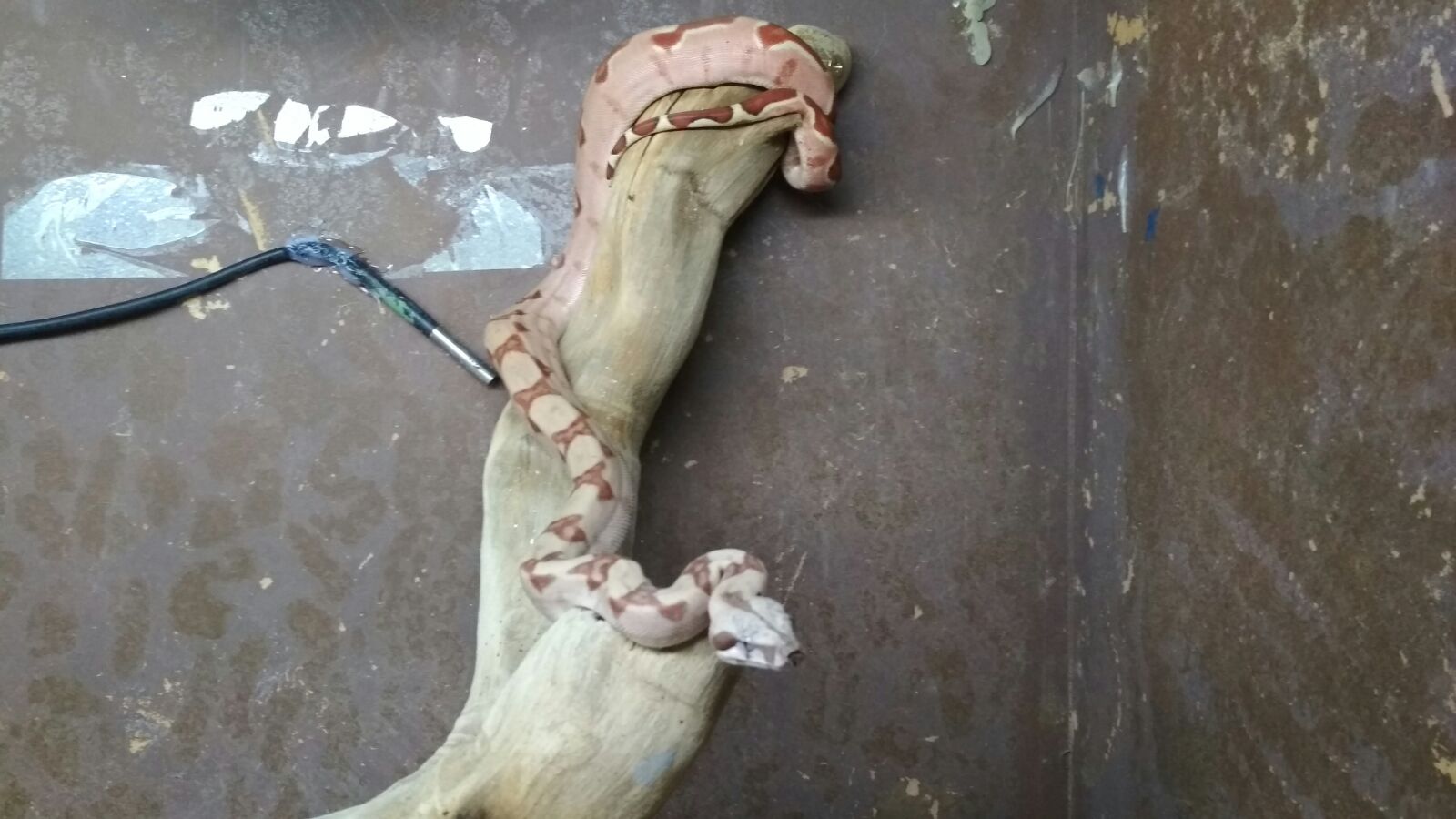 WhatsApp Image 2017-10-12 at 21.12.48 (1).jpeg