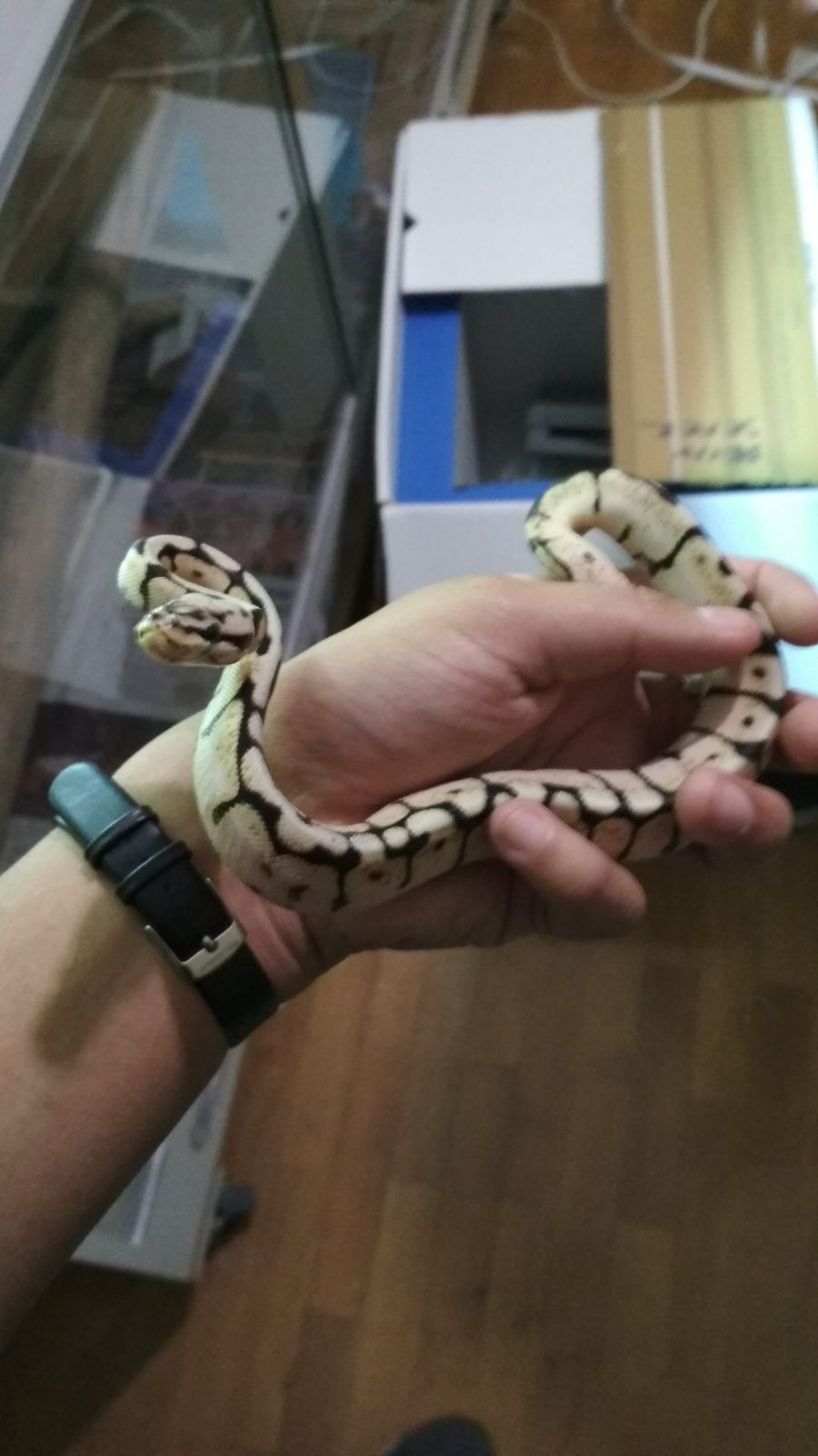 WhatsApp Image 2017-11-25 at 23.21.14 (1).jpeg