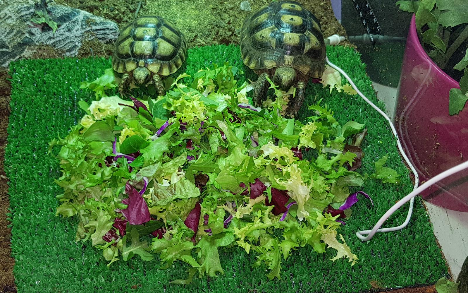 WhatsApp Image 2019-01-13 at 16.27.23.jpeg