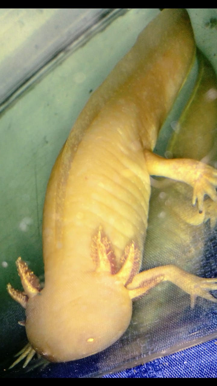 WhatsApp Image 2019-02-05 at 09.46.46.jpeg