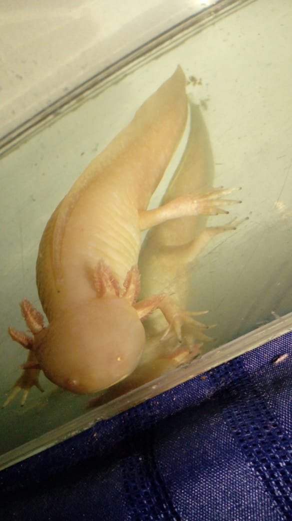 WhatsApp Image 2019-02-05 at 09.46.48 (1).jpeg